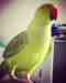 Indian Ringneck Parakeet