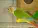 Conure