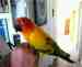 Conure