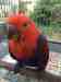 Eclectus