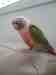 Conure