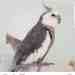 Cockatiel