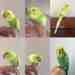 Parakeet