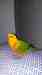 Conure