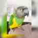 Senegal
