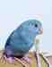 Parrotlet