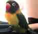 Lovebird