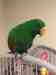 Eclectus