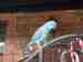 Indian Ringneck Parakeet