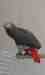 African Grey