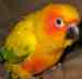 Conure