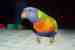 Lory / Lorikeet