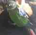 Conure