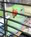 Indian Ringneck Parakeet