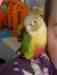 Conure