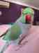 African Ringneck Parakeet