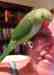 Indian Ringneck Parakeet