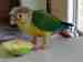 Conure