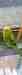 Budgerigar