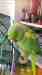 Indian Ringneck Parakeet