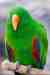 Eclectus