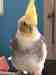 Cockatiel