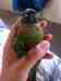 Conure