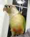 Conure