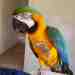 Macaw