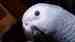 African Grey
