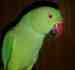 Indian Ringneck Parakeet