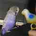 Budgerigar