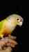 Conure