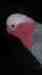 Galah Cockatoo