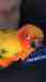Conure