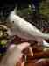 Cockatiel