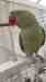 Alexandrine