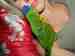 Lory / Lorikeet