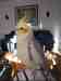 Cockatiel