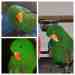 Eclectus