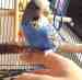 Budgerigar