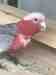 Galah Cockatoo