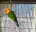 Conure