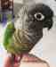 Conure