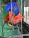 Lory / Lorikeet