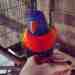 Lory / Lorikeet