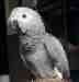 African Grey