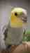 Cockatiel
