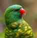 Lory / Lorikeet