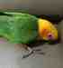 Conure